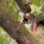 Top Safety Tips for Tree Removal and Maintenance