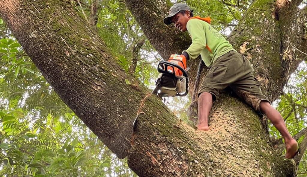Top Safety Tips for Tree Removal and Maintenance
